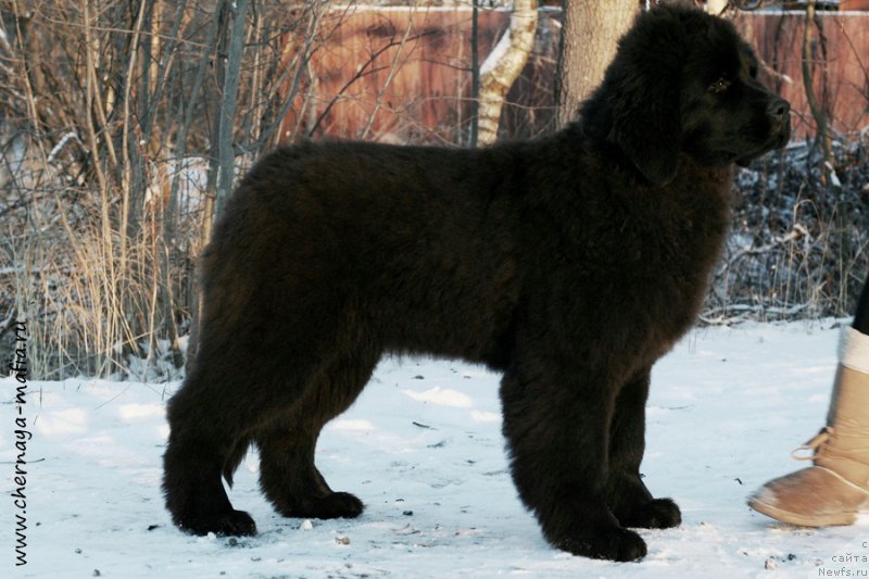 Фото: ньюфаундленд Chernaya Mafia Аngel Among Us (Черная Мафия Ангел Амонг Ус)