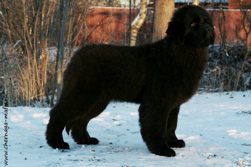 Фото: ньюфаундленд Chernaya Mafia Аngel Among Us (Черная Мафия Ангел Амонг Ус)