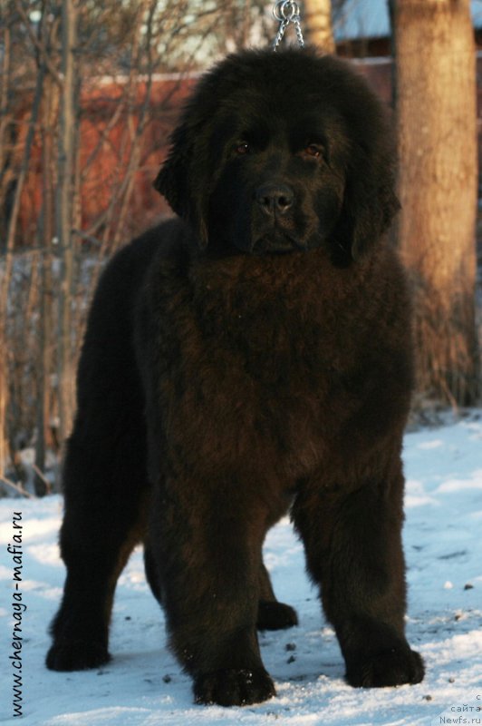 Фото: ньюфаундленд Chernaya Mafia Аngel Among Us (Черная Мафия Ангел Амонг Ус)