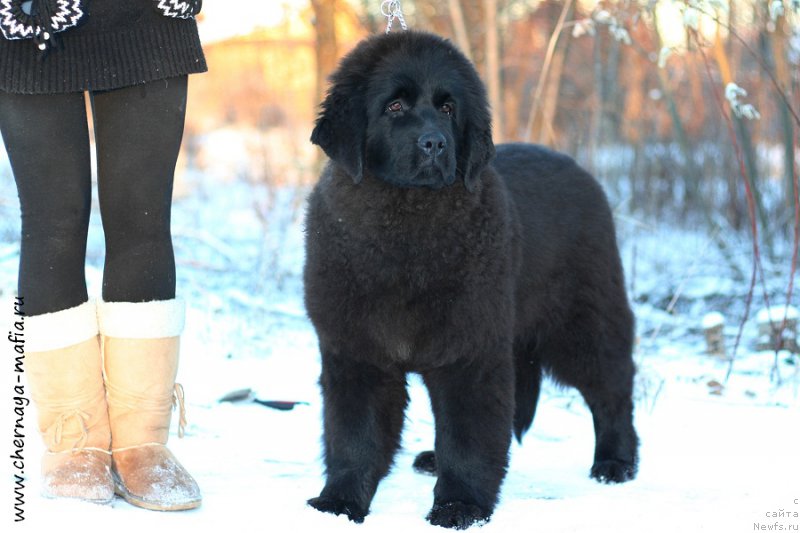 Фото: ньюфаундленд Chernaya Mafia Аngel Among Us (Черная Мафия Ангел Амонг Ус)