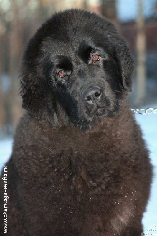Фото: ньюфаундленд Chernaya Mafia Аngel Among Us (Черная Мафия Ангел Амонг Ус)