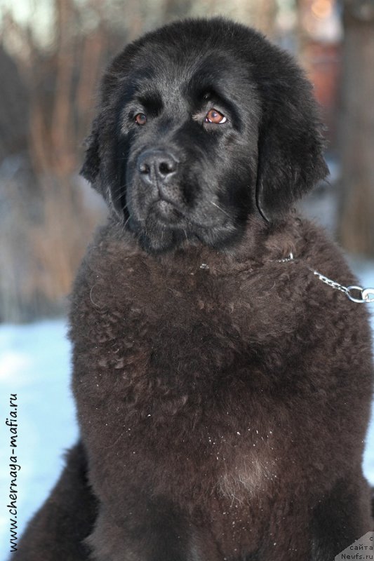 Фото: ньюфаундленд Chernaya Mafia Аngel Among Us (Черная Мафия Ангел Амонг Ус)