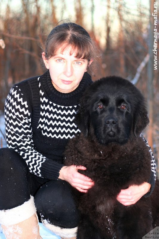 Фото: ньюфаундленд Chernaya Mafia Аngel Among Us (Черная Мафия Ангел Амонг Ус), YUliya Naumova (Юлия Наумова)