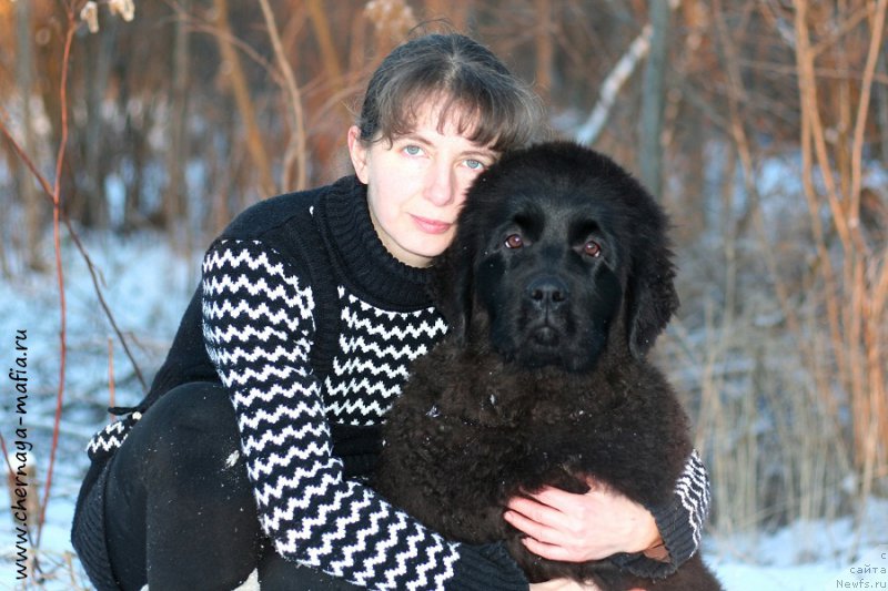 Фото: ньюфаундленд Chernaya Mafia Аngel Among Us (Черная Мафия Ангел Амонг Ус), YUliya Naumova (Юлия Наумова)