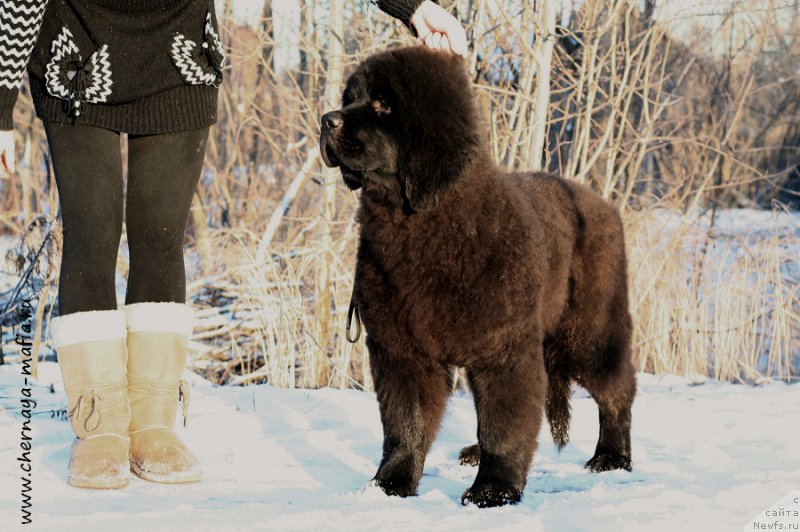 Фотография № 198376