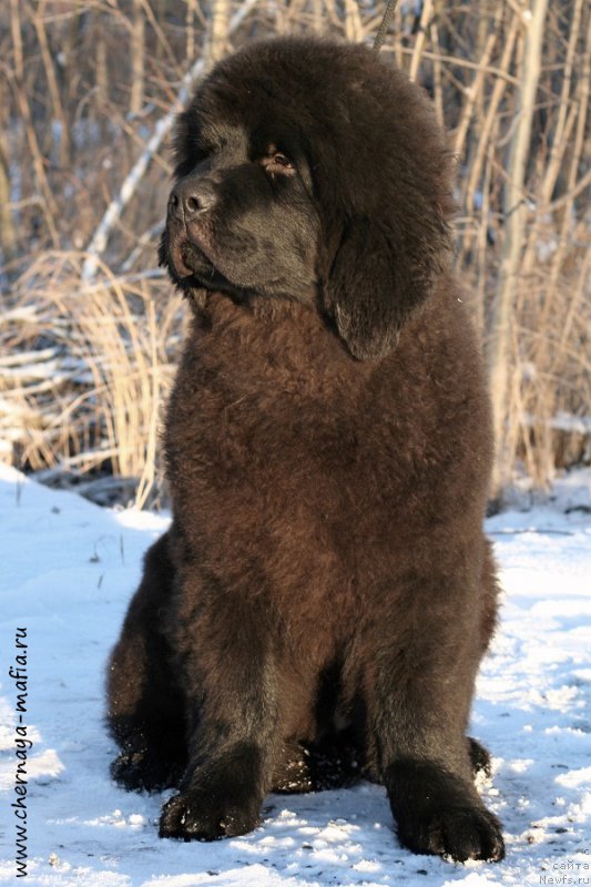 Фотография № 198381