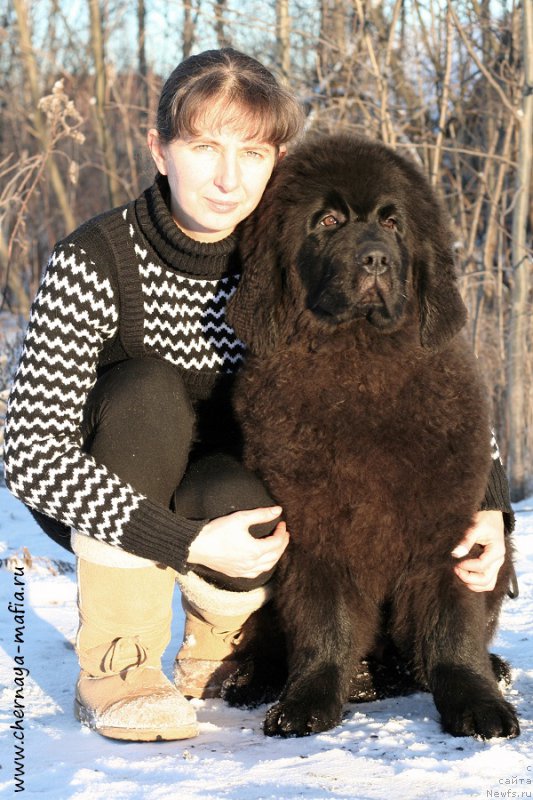 Фото: ньюфаундленд Chernaya Mafia Above and Beyond (Черная Мафия Абове анд Беуонд), YUliya Naumova (Юлия Наумова)