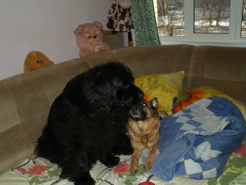 Фото: ньюфаундленд Pontus Pit (Понтус Пит), Дуся.