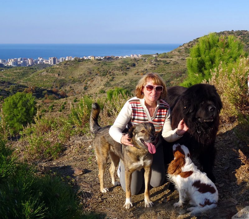 Фото: ньюфаундленд Potap Fidel' (Потап Фидель), Natal'ya Obuhovskaya (Наталья Обуховская)