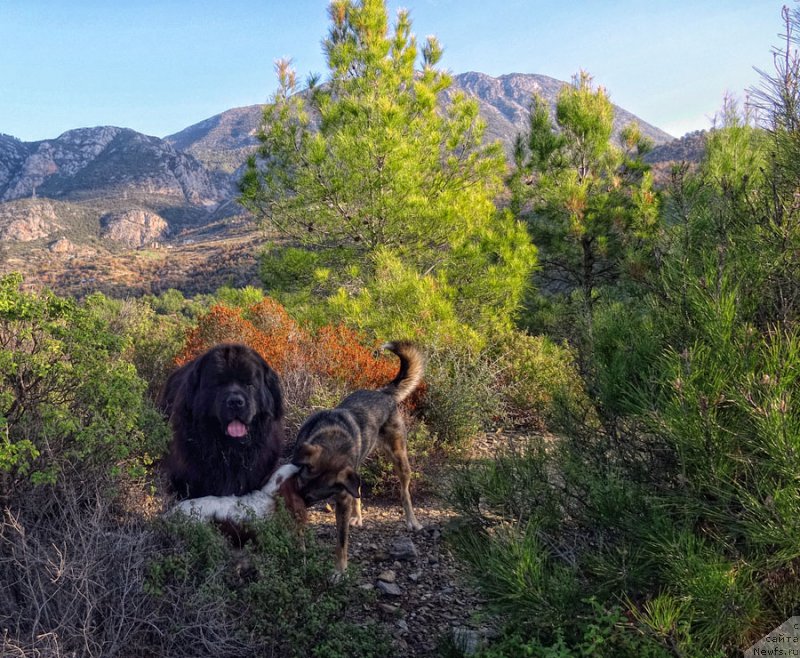 Фото: ньюфаундленд Potap Fidel' (Потап Фидель)