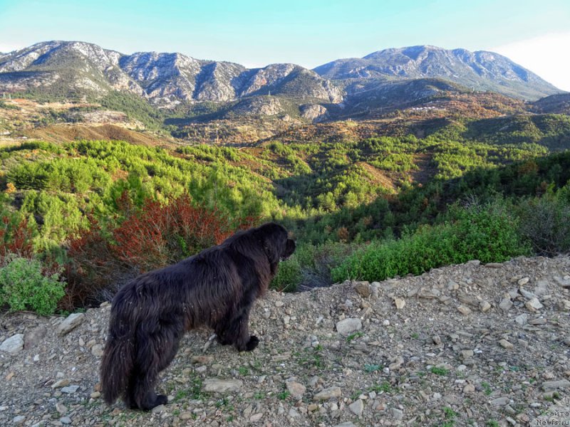 Фото: ньюфаундленд Potap Fidel' (Потап Фидель)