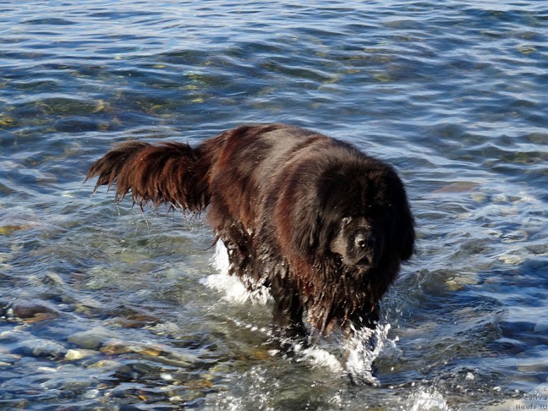 Фото: ньюфаундленд Potap Fidel' (Потап Фидель)