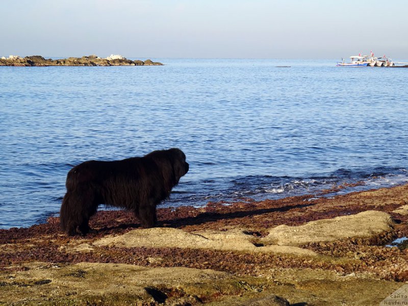 Фото: ньюфаундленд Potap Fidel' (Потап Фидель)