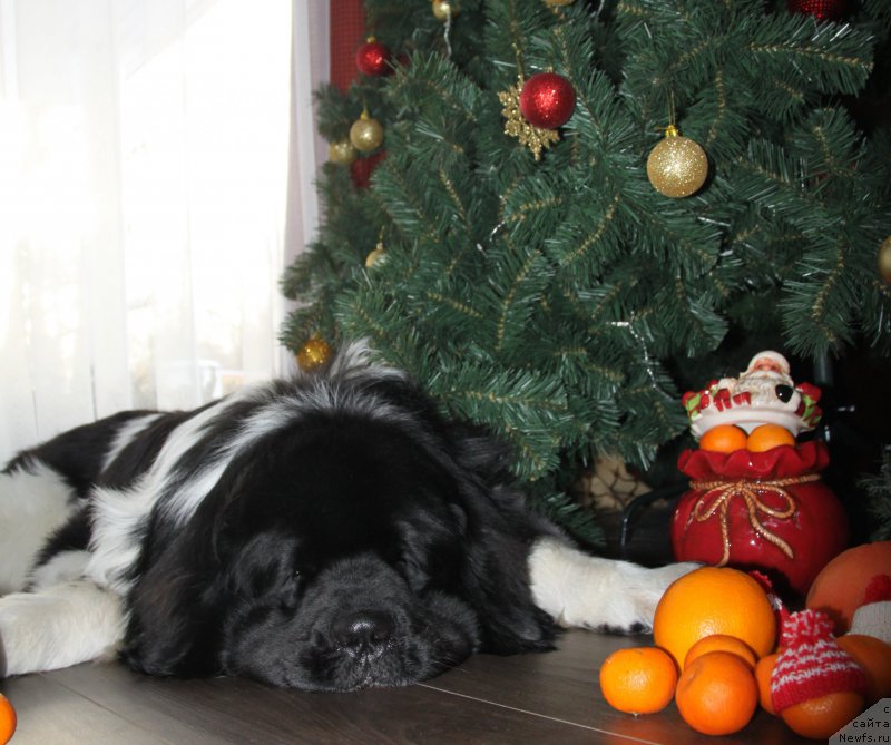 Фото: ньюфаундленд CHernyiy SHarm Vellington (Черный Шарм Веллингтон)