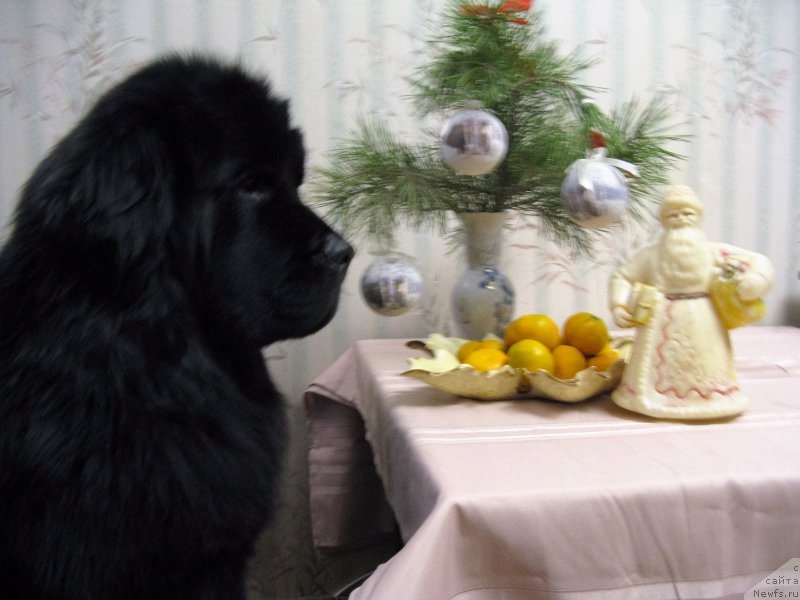 Фото: ньюфаундленд Chernyj Chank s Berega Dona (Черный Чанк с Берега Дона)