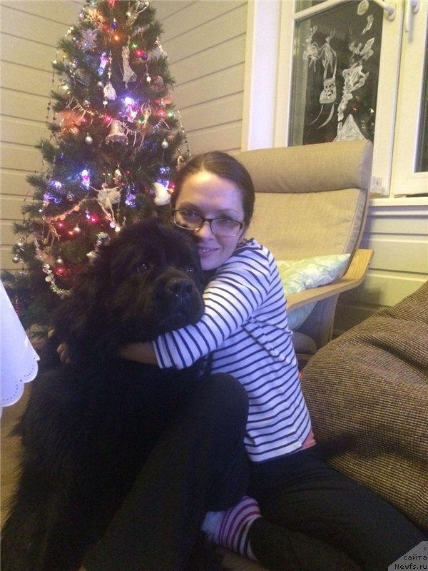 Фото: ньюфаундленд Hilda Fulfillment of Dreams Black Legend (Хилда Фулфилмент оф Дреамс Блак Легенд)