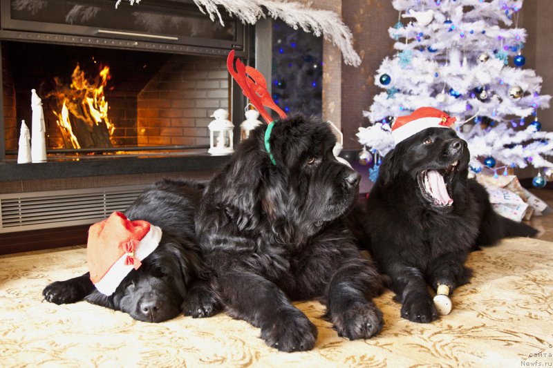 Фотография № 198443