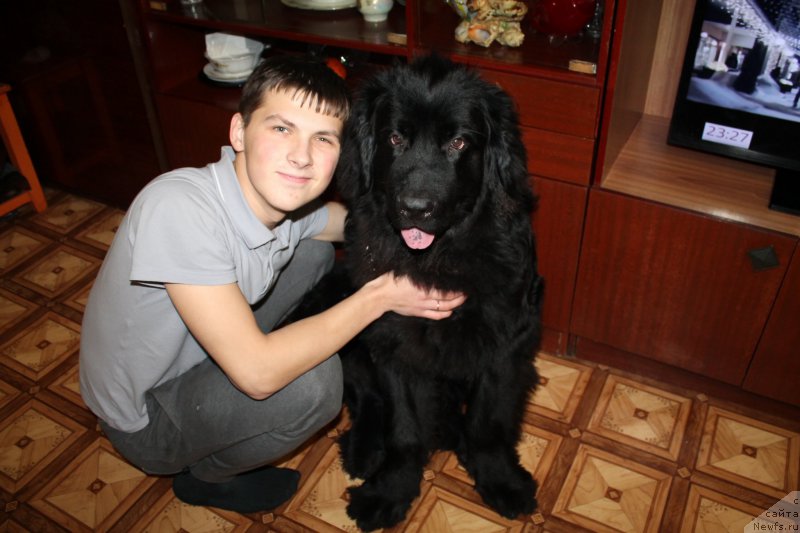 Фото: ньюфаундленд Potomstvenyiy Spasatel' (Потомственый Спасатель)