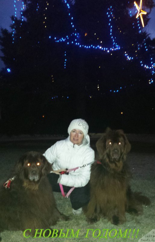 Фото: ньюфаундленд Newettas Vanessa, ньюфаундленд Sandra, Galina Vilpo (Галина Вилпо)