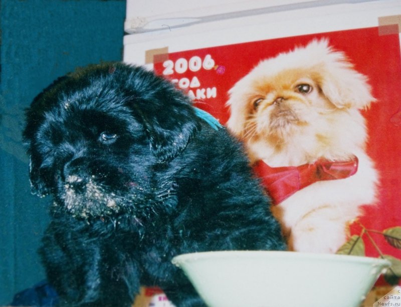 Фотография № 198458