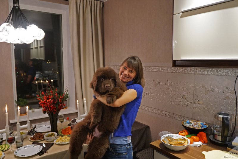 Фото: Aleksandr Petrov-Savchenko (Александр Петров-Савченко), ньюфаундленд Funnewf Akvilon (Фанньюф Аквилон)