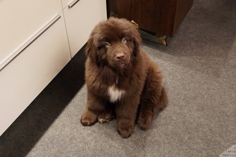 Фото: ньюфаундленд Funnewf Akvilon (Фанньюф Аквилон)