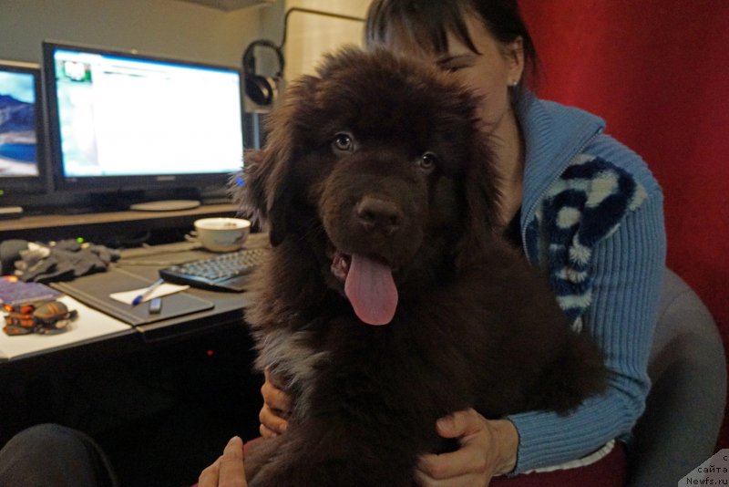 Фото: ньюфаундленд Funnewf Akvilon (Фанньюф Аквилон)