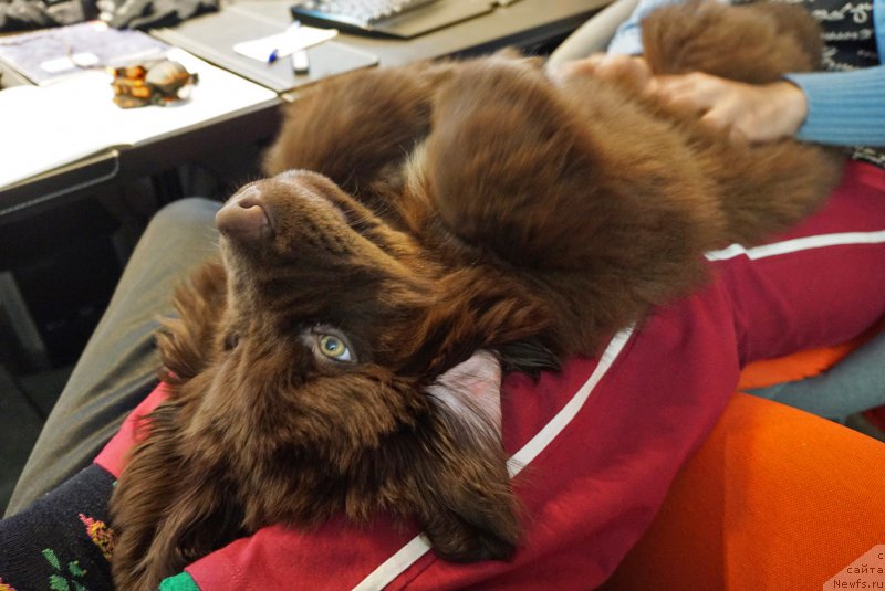 Фото: ньюфаундленд Funnewf Akvilon (Фанньюф Аквилон)