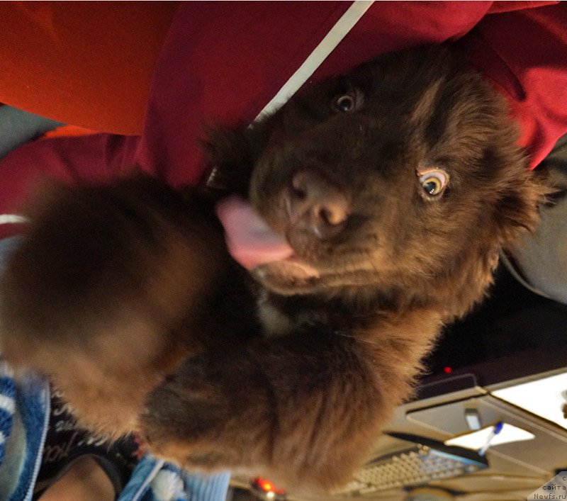 Фото: ньюфаундленд Funnewf Akvilon (Фанньюф Аквилон)