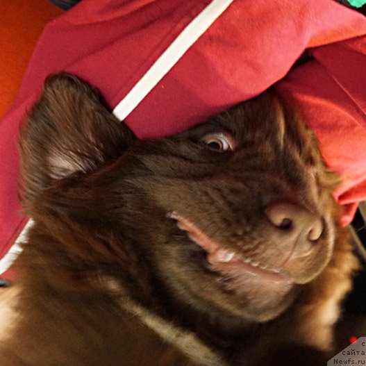 Фото: Aleksandr Petrov-Savchenko (Александр Петров-Савченко), ньюфаундленд Funnewf Akvilon (Фанньюф Аквилон)