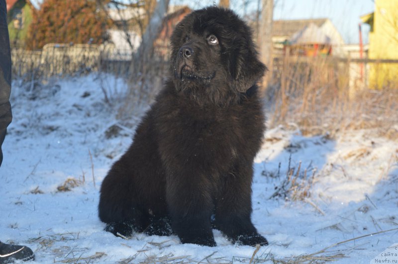 Фото: ньюфаундленд O Key iz Antagrada (О Кей из Антаграда)