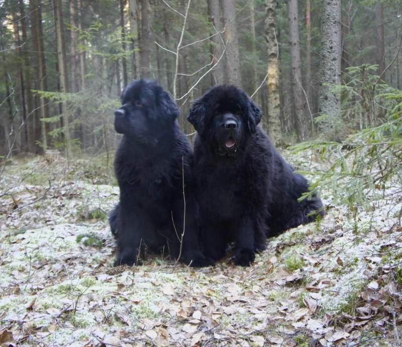 Фотография № 198489