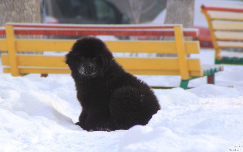 Фото: ньюфаундленд Ringlet Prayd B'yutiful Gel (Ринглет Прайд Бьютифул Гел)