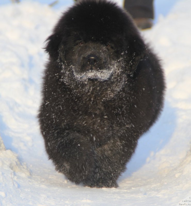 Фото: ньюфаундленд Ringlet Prayd B'yutiful Gel (Ринглет Прайд Бьютифул Гел)