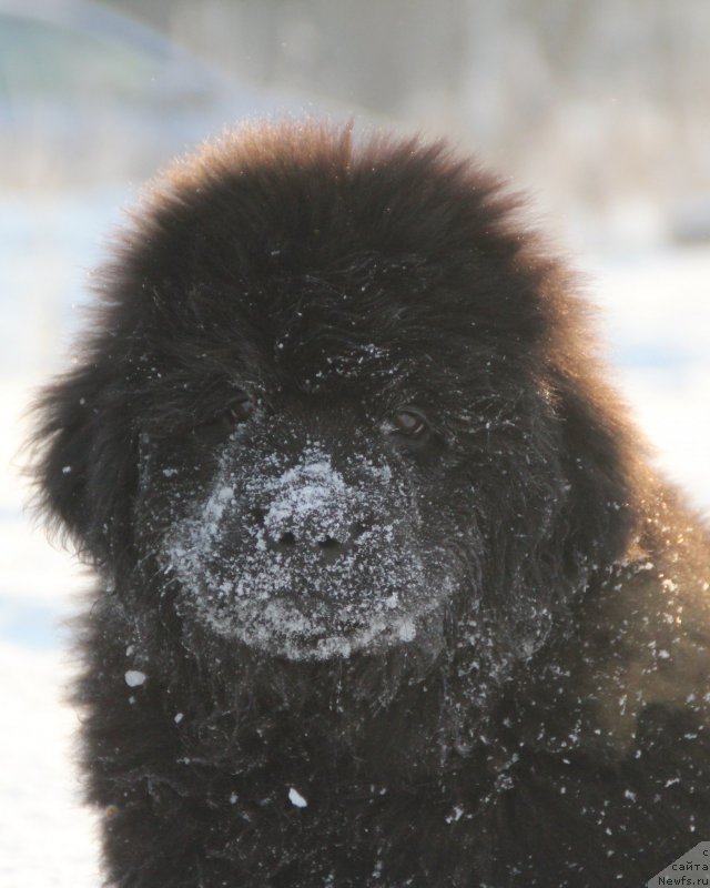 Фото: ньюфаундленд Ringlet Prayd B'yutiful Gel (Ринглет Прайд Бьютифул Гел)