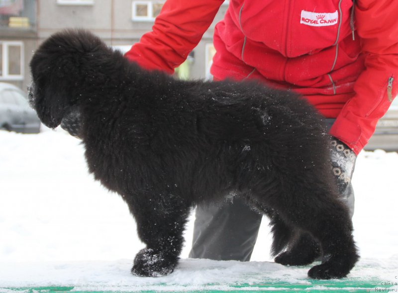 Фото: ньюфаундленд Ringlet Prayd B'yutiful Gel (Ринглет Прайд Бьютифул Гел)