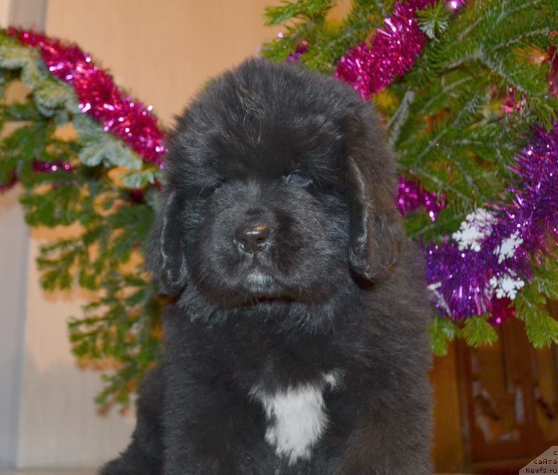 Фото: ньюфаундленд Talisman Morya Mishel' (Талисман Моря Мишель)