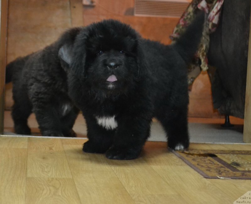 Фото: ньюфаундленд Talisman Morya Mishel' (Талисман Моря Мишель)