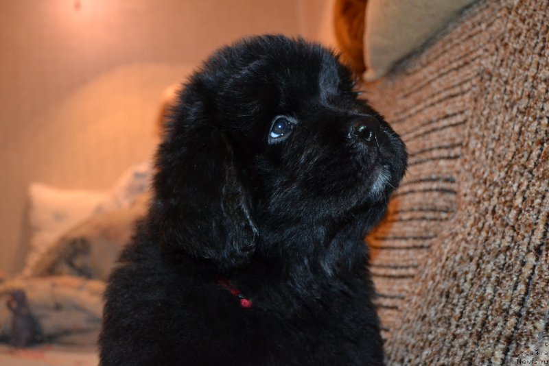 Фото: ньюфаундленд Talisman Morya Mishel' (Талисман Моря Мишель)