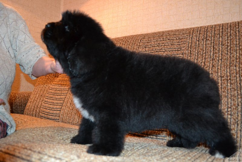 Фото: ньюфаундленд Talisman Morya Mishel' (Талисман Моря Мишель)