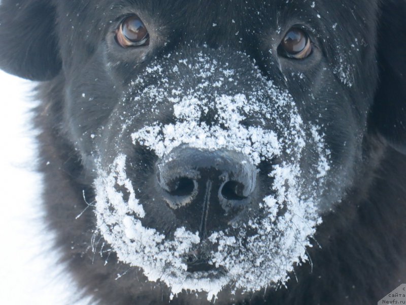 Фотография № 198509