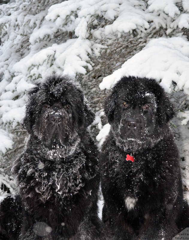 Фотография № 198512