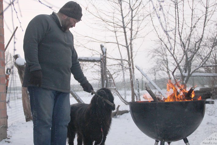 Фото: ньюфаундленд Basnja s Berega Dona (Басня с Берега Дона)