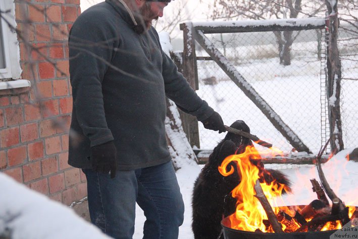 Фото: ньюфаундленд Basnja s Berega Dona (Басня с Берега Дона)