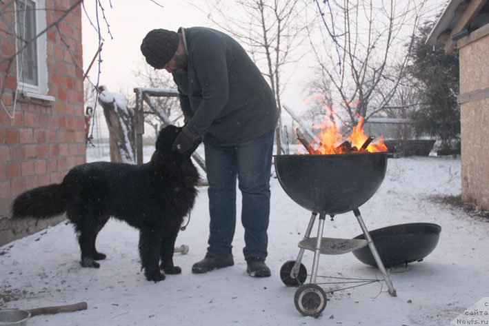 Фото: ньюфаундленд Basnja s Berega Dona (Басня с Берега Дона)