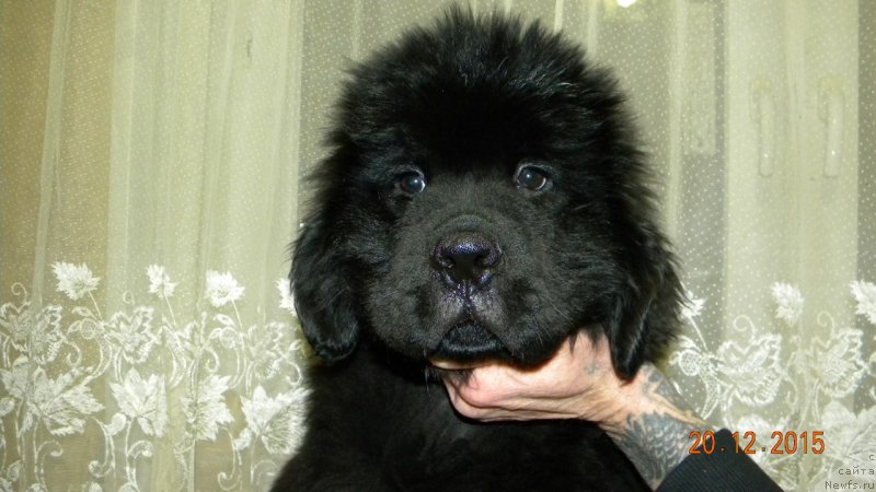 Фото: ньюфаундленд Ostap Bender iz Antagrada (Остап Бендер из Антаграда)