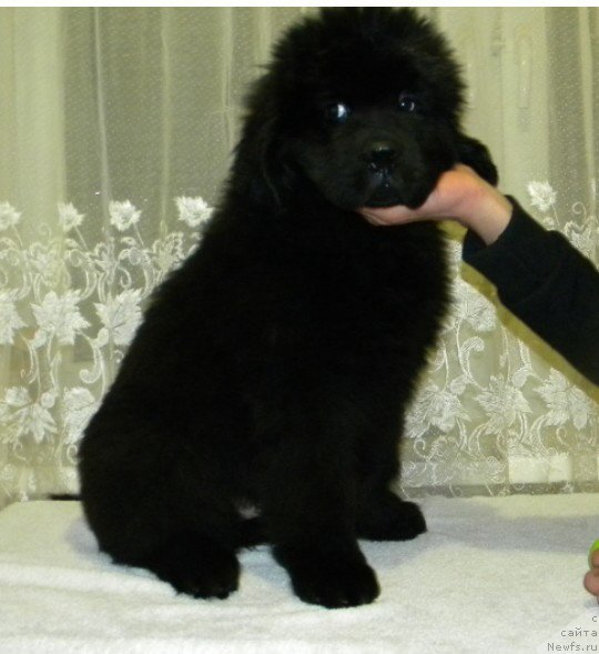 Фото: ньюфаундленд Ostap Bender iz Antagrada (Остап Бендер из Антаграда)