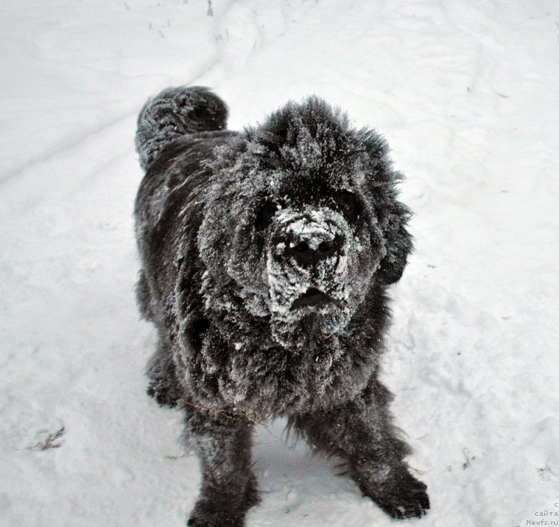 Фото: ньюфаундленд Beguschaya po Volnam Dancing Queen (Бегущая по Волнам Дансинг Квин)