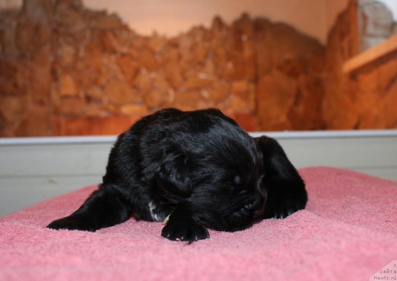 Фотография № 198530