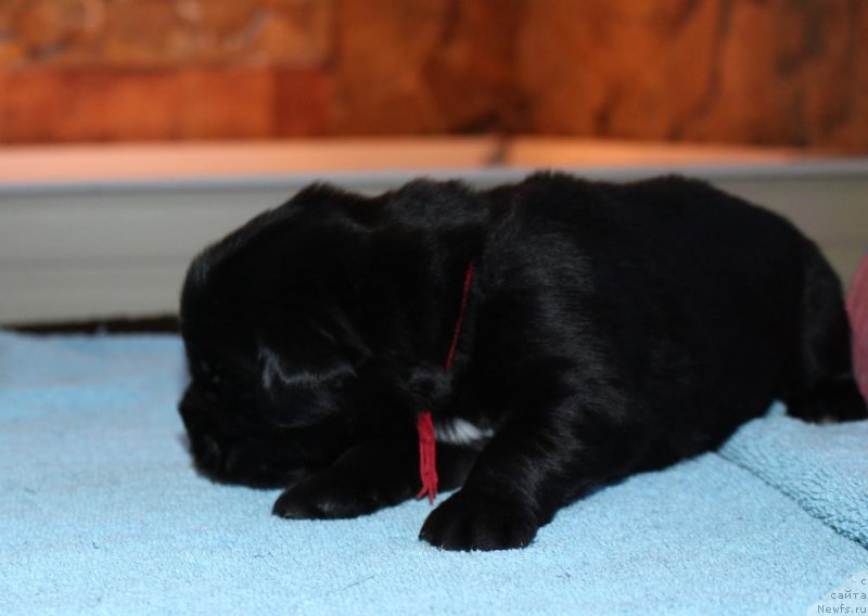 Фото: Viktor Hrischanovich (Виктор Хрищанович)